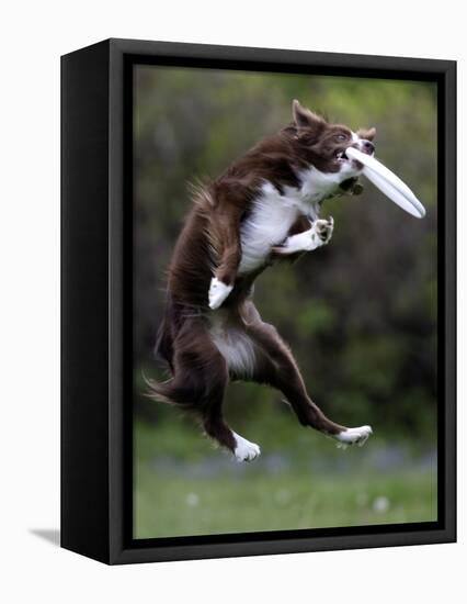 Wissenschaft Hunde Intelligenz-Charles Krupa-Framed Stretched Canvas