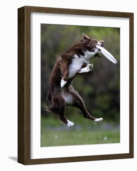 Wissenschaft Hunde Intelligenz-Charles Krupa-Framed Photographic Print