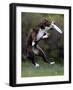 Wissenschaft Hunde Intelligenz-Charles Krupa-Framed Photographic Print