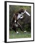 Wissenschaft Hunde Intelligenz-Charles Krupa-Framed Photographic Print