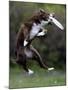 Wissenschaft Hunde Intelligenz-Charles Krupa-Mounted Photographic Print