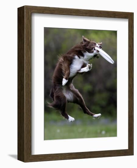 Wissenschaft Hunde Intelligenz-Charles Krupa-Framed Photographic Print