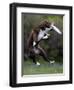 Wissenschaft Hunde Intelligenz-Charles Krupa-Framed Photographic Print