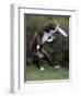 Wissenschaft Hunde Intelligenz-Charles Krupa-Framed Photographic Print