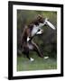 Wissenschaft Hunde Intelligenz-Charles Krupa-Framed Photographic Print