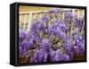 Wisteria Blooming in Spring, Sonoma Valley, California, USA-Julie Eggers-Framed Stretched Canvas