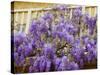 Wisteria Blooming in Spring, Sonoma Valley, California, USA-Julie Eggers-Stretched Canvas