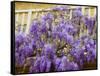 Wisteria Blooming in Spring, Sonoma Valley, California, USA-Julie Eggers-Framed Stretched Canvas