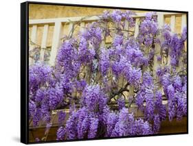 Wisteria Blooming in Spring, Sonoma Valley, California, USA-Julie Eggers-Framed Stretched Canvas