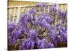 Wisteria Blooming in Spring, Sonoma Valley, California, USA-Julie Eggers-Stretched Canvas