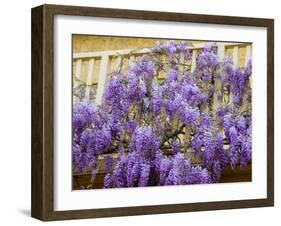 Wisteria Blooming in Spring, Sonoma Valley, California, USA-Julie Eggers-Framed Premium Photographic Print