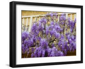 Wisteria Blooming in Spring, Sonoma Valley, California, USA-Julie Eggers-Framed Premium Photographic Print