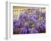 Wisteria Blooming in Spring, Sonoma Valley, California, USA-Julie Eggers-Framed Premium Photographic Print