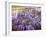 Wisteria Blooming in Spring, Sonoma Valley, California, USA-Julie Eggers-Framed Premium Photographic Print