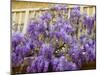 Wisteria Blooming in Spring, Sonoma Valley, California, USA-Julie Eggers-Mounted Premium Photographic Print