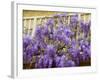 Wisteria Blooming in Spring, Sonoma Valley, California, USA-Julie Eggers-Framed Photographic Print