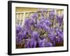 Wisteria Blooming in Spring, Sonoma Valley, California, USA-Julie Eggers-Framed Photographic Print