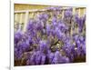 Wisteria Blooming in Spring, Sonoma Valley, California, USA-Julie Eggers-Framed Photographic Print