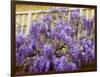 Wisteria Blooming in Spring, Sonoma Valley, California, USA-Julie Eggers-Framed Photographic Print