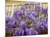 Wisteria Blooming in Spring, Sonoma Valley, California, USA-Julie Eggers-Mounted Photographic Print