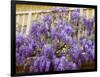 Wisteria Blooming in Spring, Sonoma Valley, California, USA-Julie Eggers-Framed Photographic Print