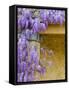 Wisteria Blooming in Spring, Sonoma Valley, California, USA-Julie Eggers-Framed Stretched Canvas