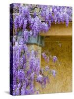 Wisteria Blooming in Spring, Sonoma Valley, California, USA-Julie Eggers-Stretched Canvas