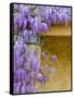 Wisteria Blooming in Spring, Sonoma Valley, California, USA-Julie Eggers-Framed Stretched Canvas