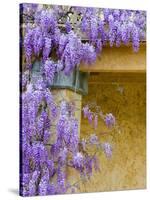 Wisteria Blooming in Spring, Sonoma Valley, California, USA-Julie Eggers-Stretched Canvas