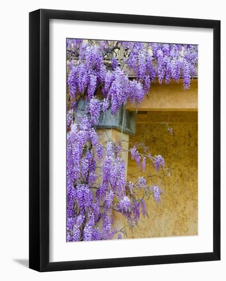 Wisteria Blooming in Spring, Sonoma Valley, California, USA-Julie Eggers-Framed Photographic Print