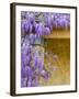 Wisteria Blooming in Spring, Sonoma Valley, California, USA-Julie Eggers-Framed Photographic Print