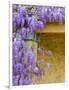 Wisteria Blooming in Spring, Sonoma Valley, California, USA-Julie Eggers-Framed Photographic Print