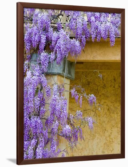 Wisteria Blooming in Spring, Sonoma Valley, California, USA-Julie Eggers-Framed Photographic Print