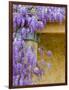 Wisteria Blooming in Spring, Sonoma Valley, California, USA-Julie Eggers-Framed Photographic Print