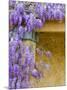 Wisteria Blooming in Spring, Sonoma Valley, California, USA-Julie Eggers-Mounted Photographic Print