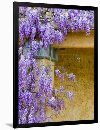 Wisteria Blooming in Spring, Sonoma Valley, California, USA-Julie Eggers-Framed Photographic Print