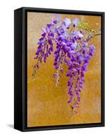 Wisteria Blooming in Spring, Sonoma Valley, California, USA-Julie Eggers-Framed Stretched Canvas