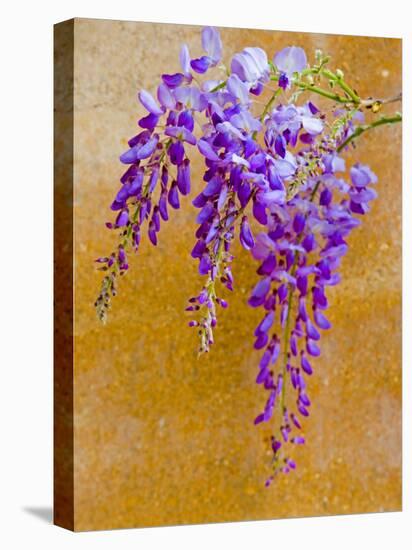 Wisteria Blooming in Spring, Sonoma Valley, California, USA-Julie Eggers-Stretched Canvas