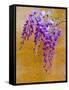 Wisteria Blooming in Spring, Sonoma Valley, California, USA-Julie Eggers-Framed Stretched Canvas