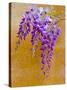 Wisteria Blooming in Spring, Sonoma Valley, California, USA-Julie Eggers-Stretched Canvas