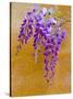 Wisteria Blooming in Spring, Sonoma Valley, California, USA-Julie Eggers-Stretched Canvas