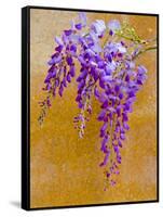 Wisteria Blooming in Spring, Sonoma Valley, California, USA-Julie Eggers-Framed Stretched Canvas