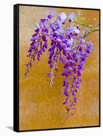 Wisteria Blooming in Spring, Sonoma Valley, California, USA-Julie Eggers-Framed Stretched Canvas