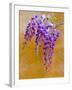 Wisteria Blooming in Spring, Sonoma Valley, California, USA-Julie Eggers-Framed Premium Photographic Print
