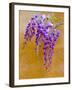 Wisteria Blooming in Spring, Sonoma Valley, California, USA-Julie Eggers-Framed Premium Photographic Print