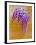 Wisteria Blooming in Spring, Sonoma Valley, California, USA-Julie Eggers-Framed Premium Photographic Print