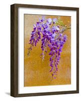 Wisteria Blooming in Spring, Sonoma Valley, California, USA-Julie Eggers-Framed Photographic Print