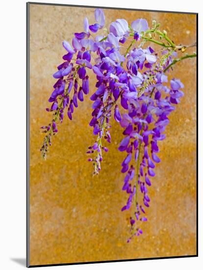 Wisteria Blooming in Spring, Sonoma Valley, California, USA-Julie Eggers-Mounted Photographic Print