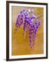 Wisteria Blooming in Spring, Sonoma Valley, California, USA-Julie Eggers-Framed Photographic Print