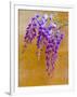 Wisteria Blooming in Spring, Sonoma Valley, California, USA-Julie Eggers-Framed Photographic Print